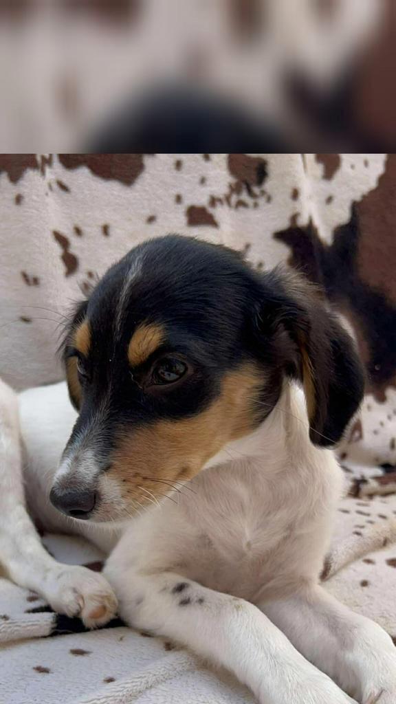 Molly kan heel snel naar Nederland, Dieren en Toebehoren, Honden | Niet-rashonden, Middel, Teef, Handelaar, Eén hond, Buitenland