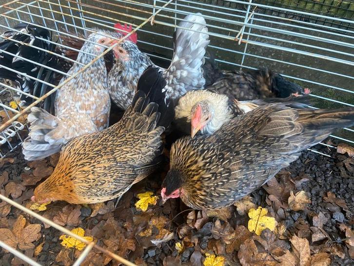 Serama hennen eventueel met haantje, Dieren en Toebehoren, Pluimvee, Kip, Vrouwelijk