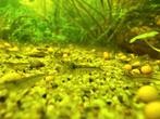 Neocaridina wildkleur (mini japonica), Dieren en Toebehoren, Vissen | Aquariumvissen, Kreeft, Krab of Garnaal, Zoetwatervis