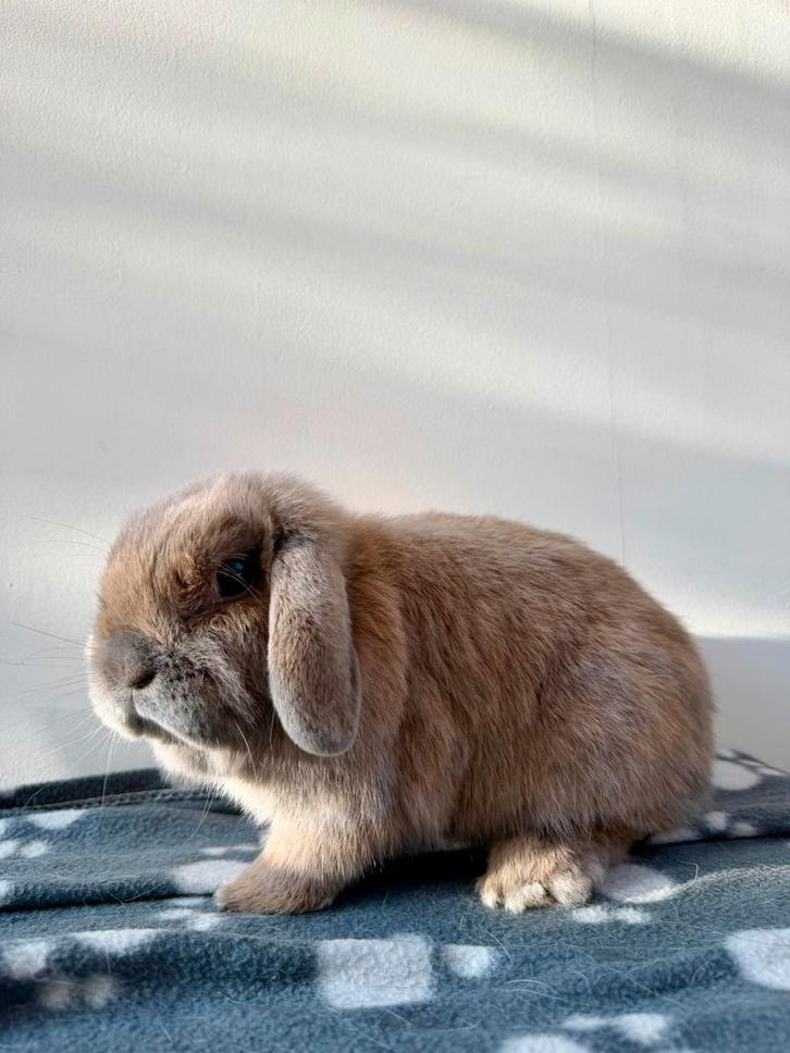 Minilop voedster (Belgie), Dieren en Toebehoren, Konijnen
