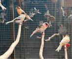 Harlekijn kanaries koppels, Meerdere dieren