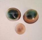 Operculum Chiva 's oog of matabia schelp "deurtje"
Sieraden, Verzamelen, Mineralen en Fossielen, Ophalen of Verzenden
