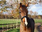 Super lieve en knappe 5 jarige ruin, Dieren en Toebehoren, Paarden, Gechipt, Ruin, 3 tot 6 jaar, L