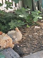 Cochin kriel kipjes met haantje, Meerdere dieren, Kip