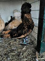 Jonge hennen Nederlandse Baardkuifhoen., Dieren en Toebehoren, Vrouwelijk, Kip