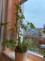 Citroengeranium., Huis en Inrichting, Kamerplanten, Overige soorten, Minder dan 100 cm, Halfschaduw, Bloeiende kamerplant