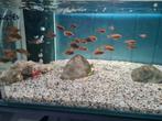Labidochromis Hongi Red Top Sweden Malawi Cichliden, Vis, Zoetwatervis
