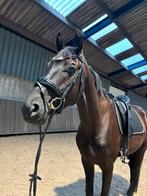 Super brave 4 jarige te koop, Dieren en Toebehoren, Paarden, Ruin, Dressuurpaard, 3 tot 6 jaar