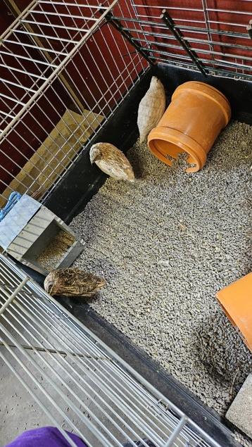 Japanse kwartel haantjes beschikbaar voor biedingen