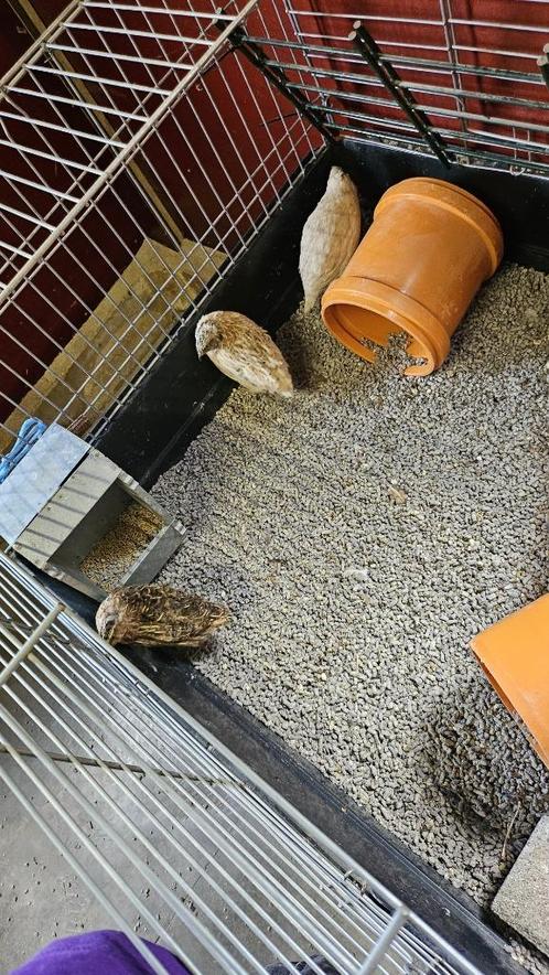 Japanse kwartel haantjes, Dieren en Toebehoren, Vogels | Overige Vogels, Tropenvogel, Mannelijk