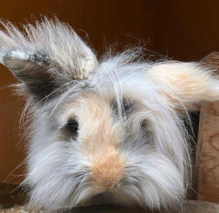 Lief Leeuwenkop Konijn met buitenhok, Dieren en Toebehoren, Konijnen, Middelgroot, Mannelijk, 0 tot 2 jaar