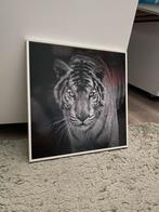 Tijger schilderij / foto, Minder dan 50 cm, Nieuw, Ophalen of Verzenden, Schilderij