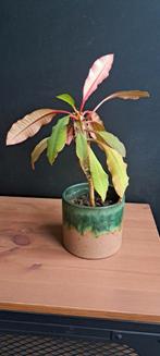 Madagascar jewel / Bommenplantje, Ophalen, Overige soorten, Minder dan 100 cm