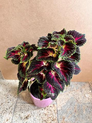 Siernetel Coleus bordeaux kamerplant planten 54 cm in pot beschikbaar voor biedingen