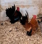 Serama's, Dieren en Toebehoren, Pluimvee, Mannelijk, Kip