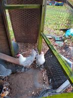 1-3 Raszuivere Friese zilverpel. Kampioen afstammelingen., Dieren en Toebehoren, Vrouwelijk, Kip