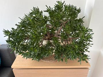 Grote Crassula Ovata 'Gollum' (80x60x60cm) beschikbaar voor biedingen