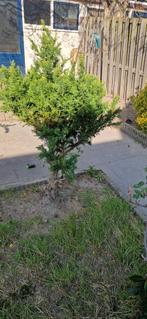 Boompje / struik, Tuin en Terras, Ophalen, Halfschaduw, Overige soorten, 100 tot 250 cm