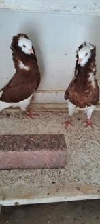 Te koop sierduiven Oudhollands kapucijnen duiven, Meerdere dieren, Overige soorten
