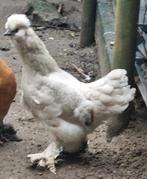 Mooie kruising sabelpootkriel x zijdehoen hennen, Dieren en Toebehoren, Pluimvee, Vrouwelijk, Kip