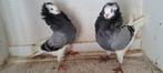 Te koop sierduiven Oudhollands kapucijnen duiven, Dieren en Toebehoren, Meerdere dieren, Overige soorten