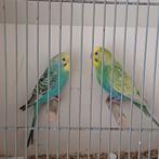 Mooie koppels 'regenboog' grasparkieten, Meerdere dieren, Parkiet