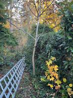 Walnoot, Ophalen of Verzenden, Volle zon, Overige soorten