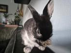 Lief dwerg kleurrammetje te koop, Dieren en Toebehoren, Konijnen, Mannelijk, Dwerg