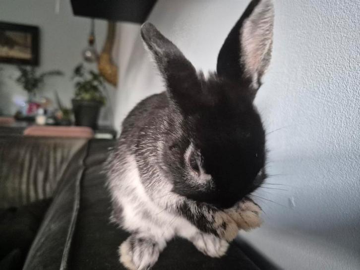 Lief dwerg kleurrammetje te koop, Dieren en Toebehoren, Konijnen, Dwerg, Mannelijk