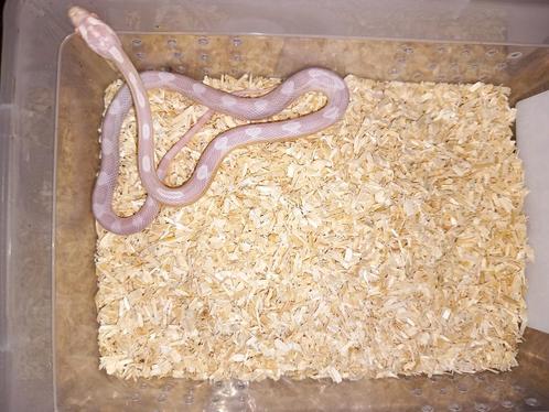 Nk24 0.1 motley stripe salmon/coral snow rattenslang, Dieren en Toebehoren, Reptielen en Amfibieën, Slang, 0 tot 2 jaar, Tam