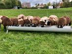 Bonte bokken te koop, Dieren en Toebehoren, Mannelijk, Schaap