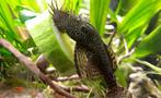 Grote borstelneus algeneter – houdt je aquarium schoon!, Dieren en Toebehoren, Vissen | Aquariumvissen, Vis