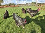 Australorp kippen, Dieren en Toebehoren, Pluimvee, Meerdere dieren, Kip