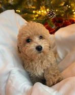 Teddy Maltipoo F1 Mini – lieve pups klaar om te verhuizen, Dieren en Toebehoren, Particulier, Rabiës (hondsdolheid), Overige rassen