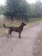 Ter dekking aangeboden, x Hollandse herder, Rabiës (hondsdolheid), Reu, Eén hond, 3 tot 5 jaar