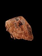 Enorme megalodon kies uit de noordzee., Verzamelen, Mineralen en Fossielen, Ophalen of Verzenden, Fossiel