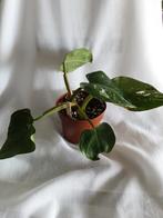 Philodendron White Princes (#1), Overige soorten, In pot, Minder dan 100 cm, Halfschaduw