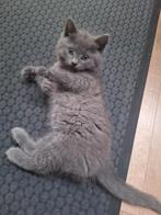 Halflangharige kittens, Dieren en Toebehoren, Katten en Kittens | Raskatten | Langhaar, Meerdere dieren, Ontwormd