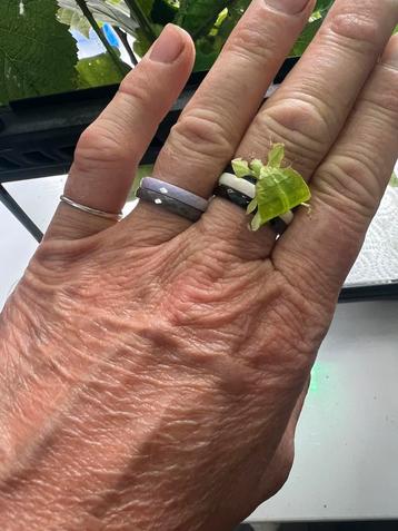 wandelend Blad nimfen phyllium Limogesï super leuk kinderen beschikbaar voor biedingen