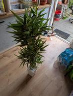 Kunstplant Bamboe incl pot, Huis en Inrichting, Woonaccessoires | Kunstplanten en Kunstbloemen, Ophalen, Zo goed als nieuw, Binnen