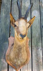Opgezette kop van gems met hoorns, Verzamelen, Dierenverzamelingen, Ophalen of Verzenden, Zo goed als nieuw, Gewei of Kop