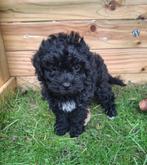 Toypoedel  2 teefjes 1 reu (mogen nest verlaten), Dieren en Toebehoren, Honden | Chihuahua's en Gezelschapshonden, Poedel, Rabiës (hondsdolheid)