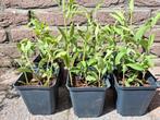 Verbena (bonariensis) / IJzerhard plantjes / stekjes, Tuin en Terras, Planten | Tuinplanten, Volle zon, Vaste plant, Zomer, Ophalen