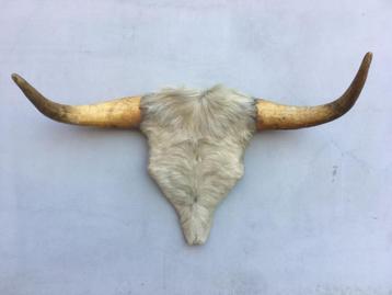 Koe of stierenkop met hoorns en stuk kop met vacht beschikbaar voor biedingen