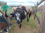 BONTE DEKRAM, Dieren en Toebehoren, Schapen, Geiten en Varkens, Mannelijk, Schaap, 0 tot 2 jaar