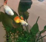 Mannetjes gup, Dieren en Toebehoren, Vis