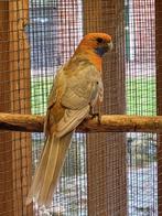 pennant, Mannelijk, Parkiet, Geringd