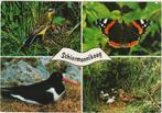 SCHIERMONNIKOOG Gele Kwikstaart Atalanta Scholekster Valk, Verzenden, 1960 tot 1980, Gelopen, Waddeneilanden