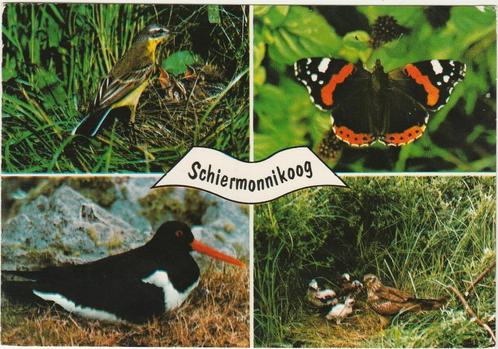 SCHIERMONNIKOOG Gele Kwikstaart Atalanta Scholekster Valk, Verzamelen, Ansichtkaarten | Nederland, Gelopen, Waddeneilanden, 1960 tot 1980