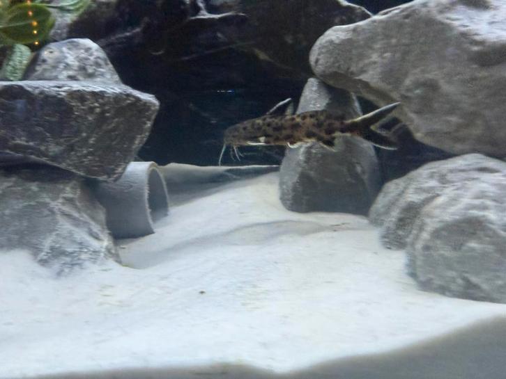 Synodontis meervallen 7 stuks, Dieren en Toebehoren, Vissen | Aquariumvissen, Zoetwatervis, Vis